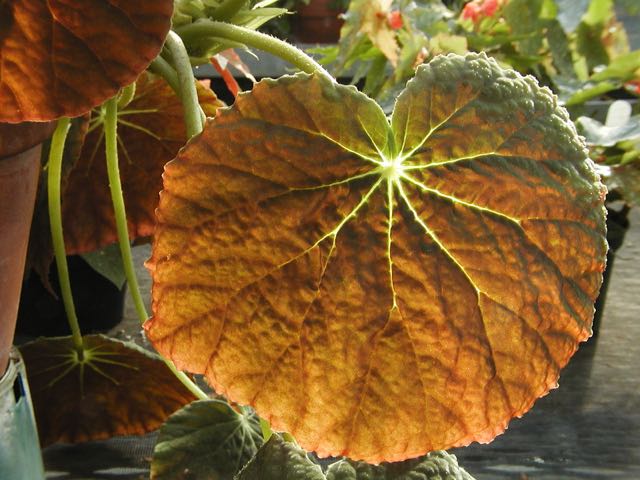 B. ‘Yanonali’